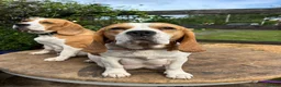 Beagle dogs for sale: STUNNING LITTER OF KC REG CHAMPION LINE BEAGLES  - Advert 3