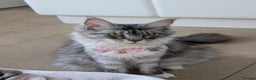 Maine Coon cats for sale: Tica Pedigree Maine coon queen - Advert 6