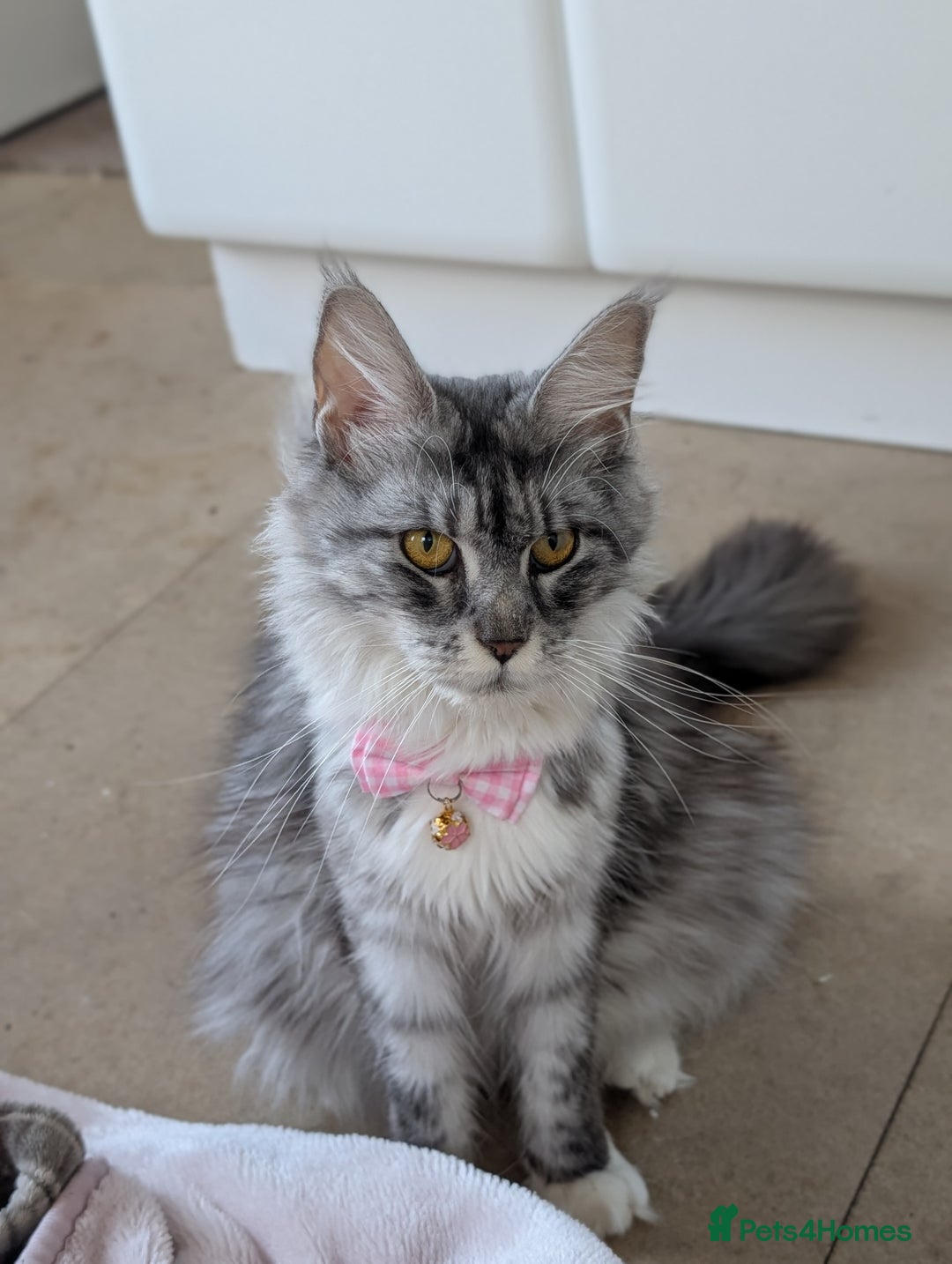 Maine Coon cats for sale: Tica Pedigree Maine coon queen - Advert 6