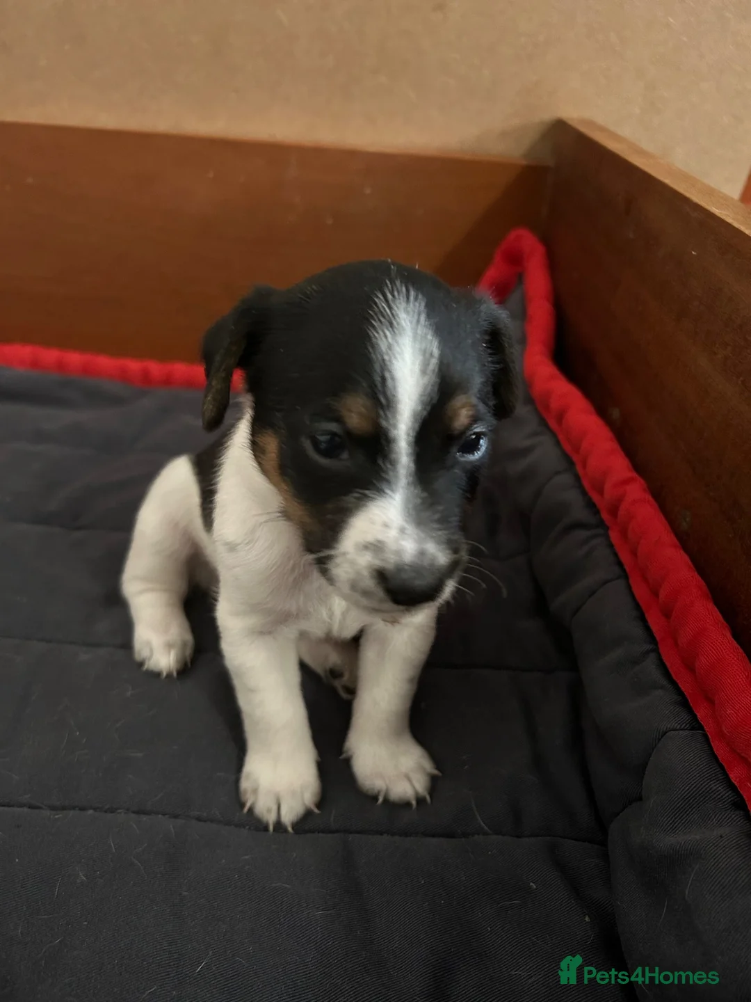 Jack Russell dogs for sale: Jack Russell puppies  - Advert 12