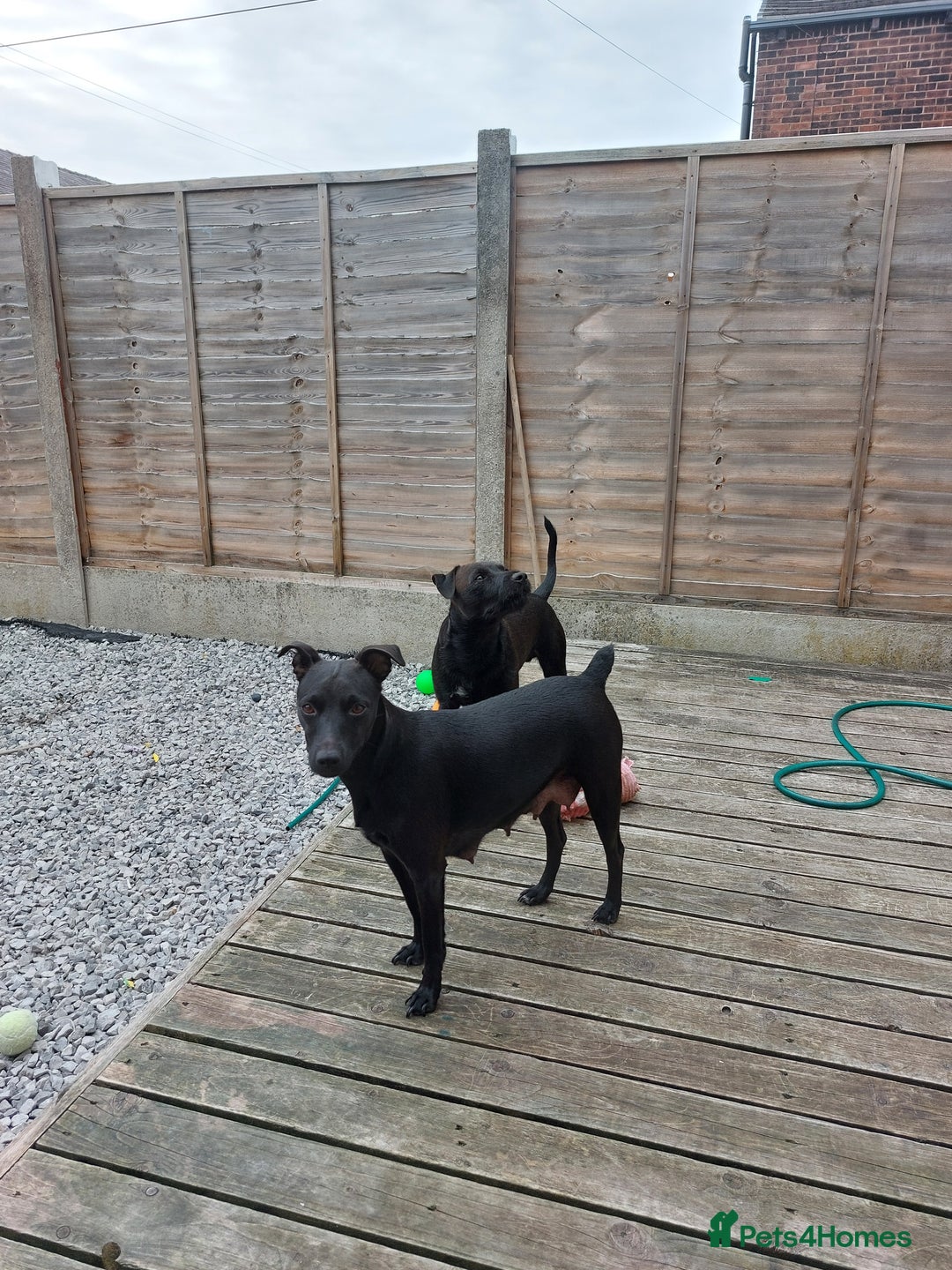 Patterdale Terrier dogs for sale: Patterdale pups - Image 22