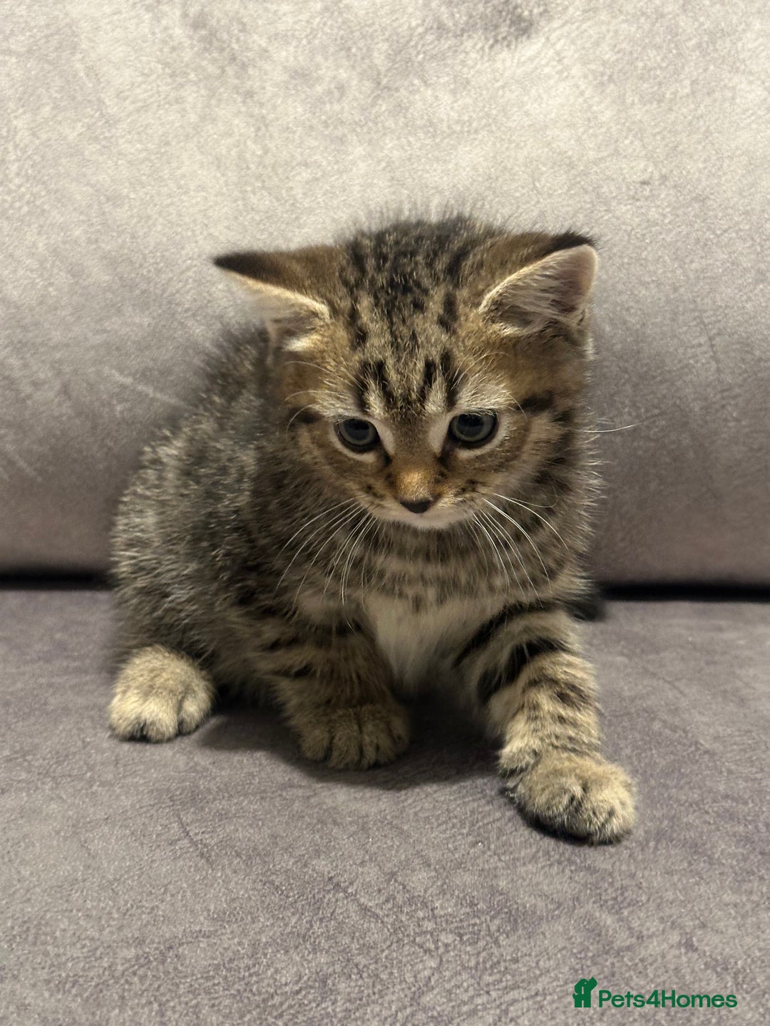 Scottish Fold cats for sale: Beautiful Scottish Fold/British Shorthair Kittens - Advert 15