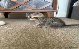 British Shorthair cats for sale: Golden british short hair kittens - Image 5