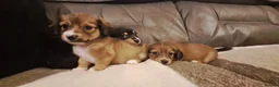 Mixed Breed dogs for sale: Jack-chi x dachshund puppies in Halkirk - Advert 14