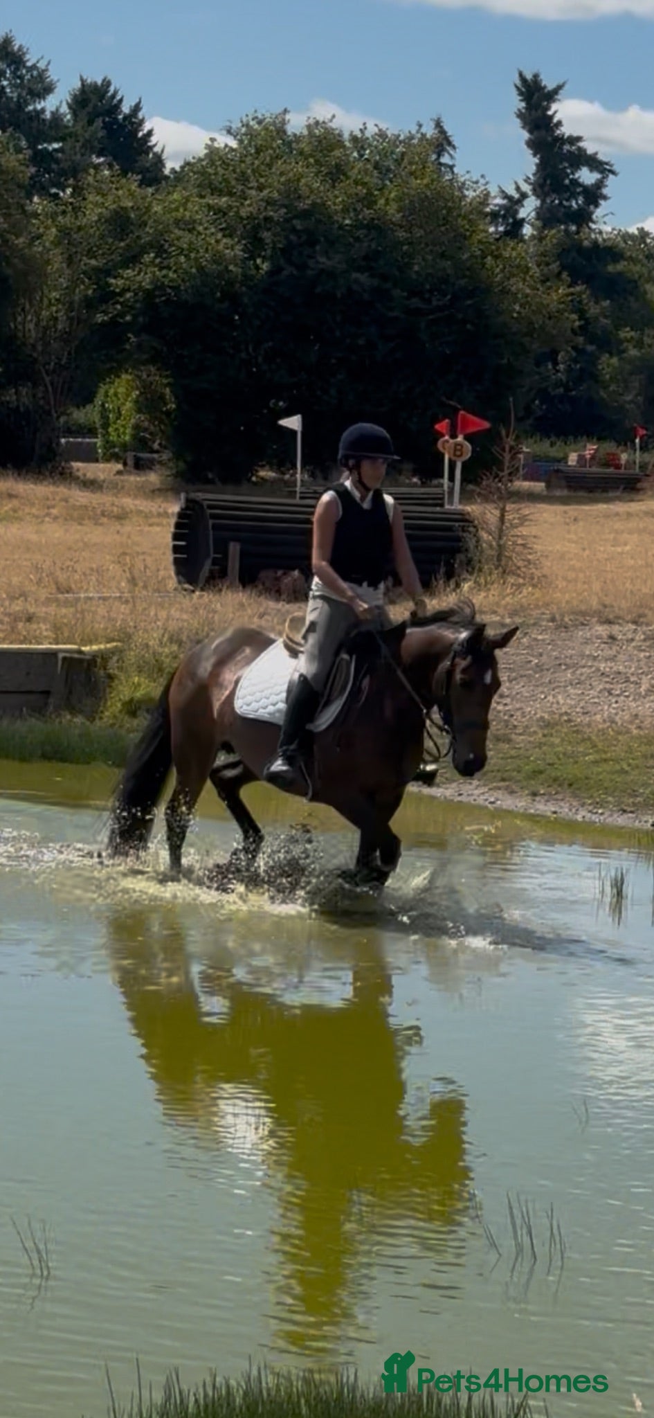 Connemara horses Safe pc pony / show or cracking alrounder - Advert 2