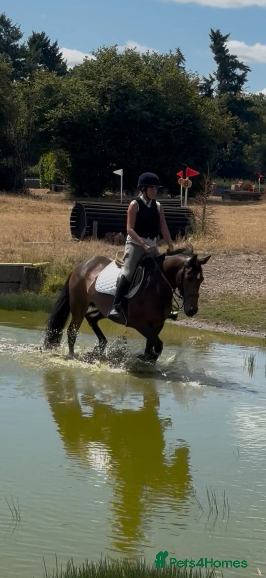Connemara horses for sale: Safe pc pony / show or cracking alrounder - Advert 2