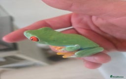 Frog reptiles for sale: Two red eyed tree frogs - Image 4