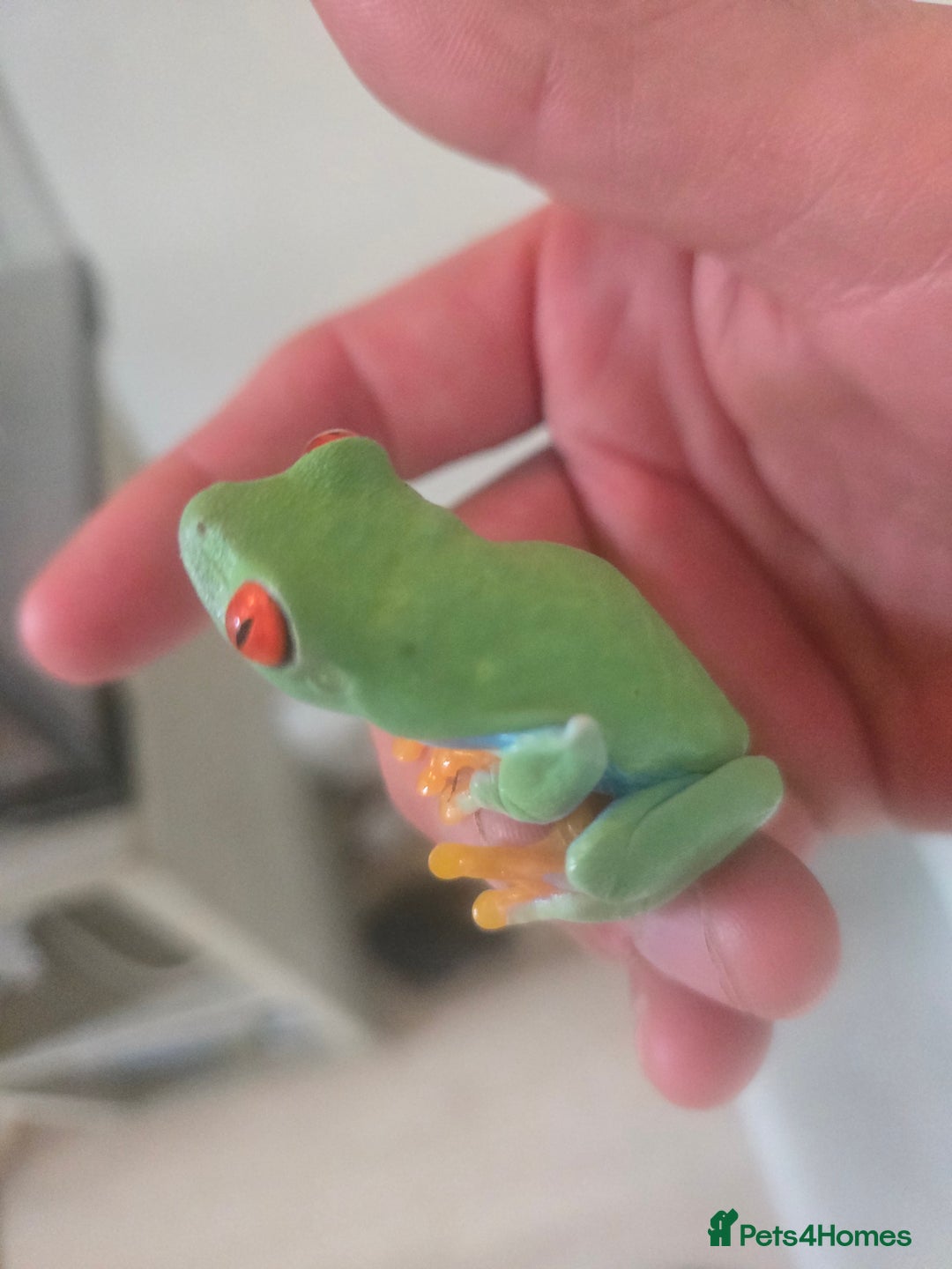 Frog reptiles for sale: Two red eyed tree frogs - Image 4