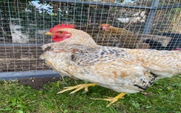 Chickens poultry for sale: Beautifully Natured Cockerel - Free to a good home - Image 4