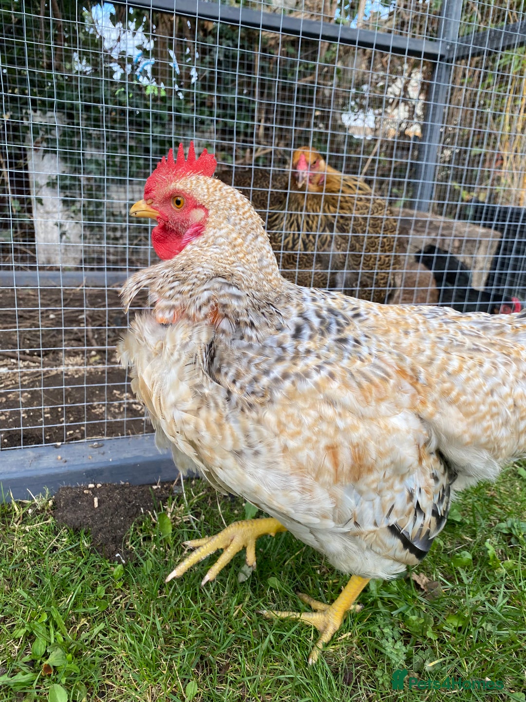 Chickens poultry for sale: Beautifully Natured Cockerel - Free to a good home - Image 4