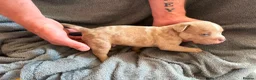 American Bully dogs for sale: ABKC REGISTERED Pocket bullz - Advert 14