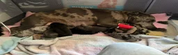 Staffordshire Bull Terrier dogs for sale: Lovely staffy puppies looking for there new homes  - Advert 6