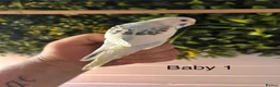 Budgerigars birds for sale: 2 baby budgies available tame to hand  in Walsall - Advert 1