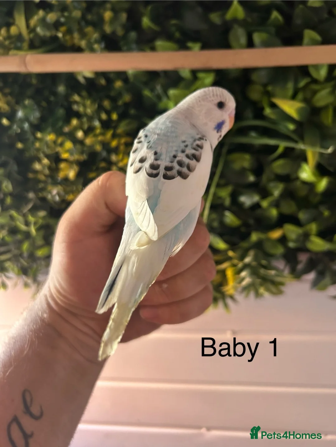 Budgerigars birds for sale: 2 baby budgies available tame to hand  in Walsall - Advert 1