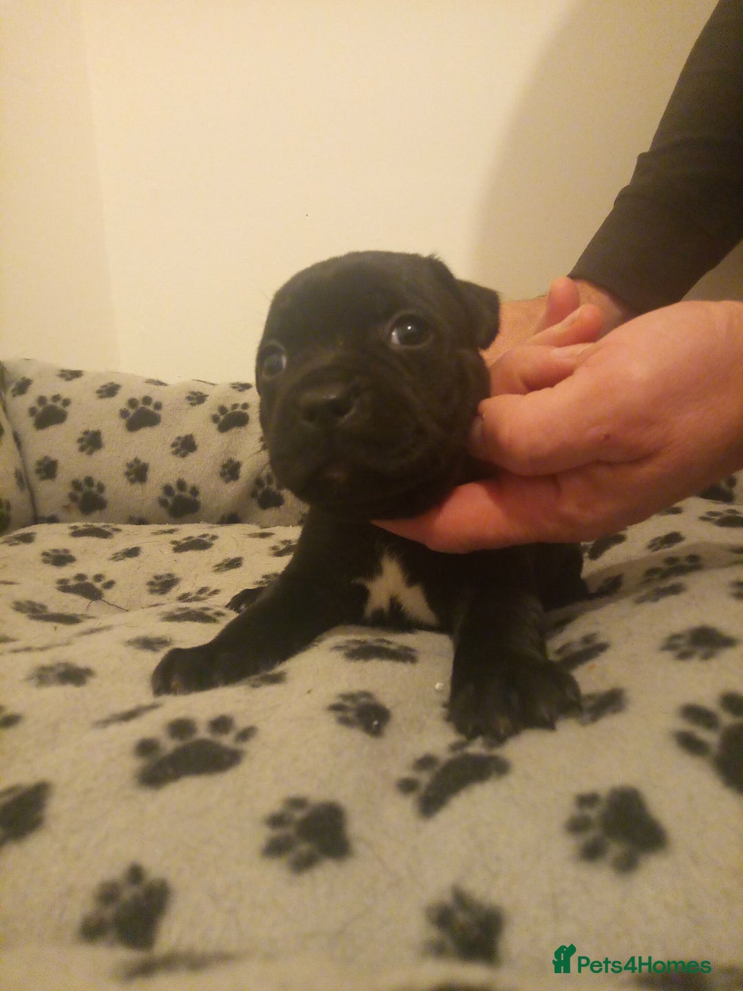 Staffordshire Bull Terrier dogs for sale: Champion lines Staffordshire Bull terrier puppies - Image 36