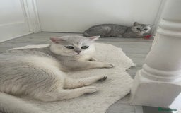 British Shorthair cats for sale: Silver Tipped Pedigree Kittens  - Image 4