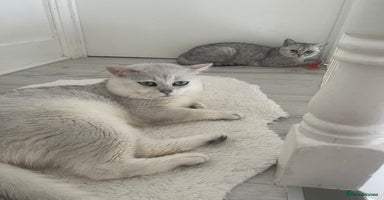 British Shorthair cats Silver Tipped Pedigree Kittens  - Advert 1