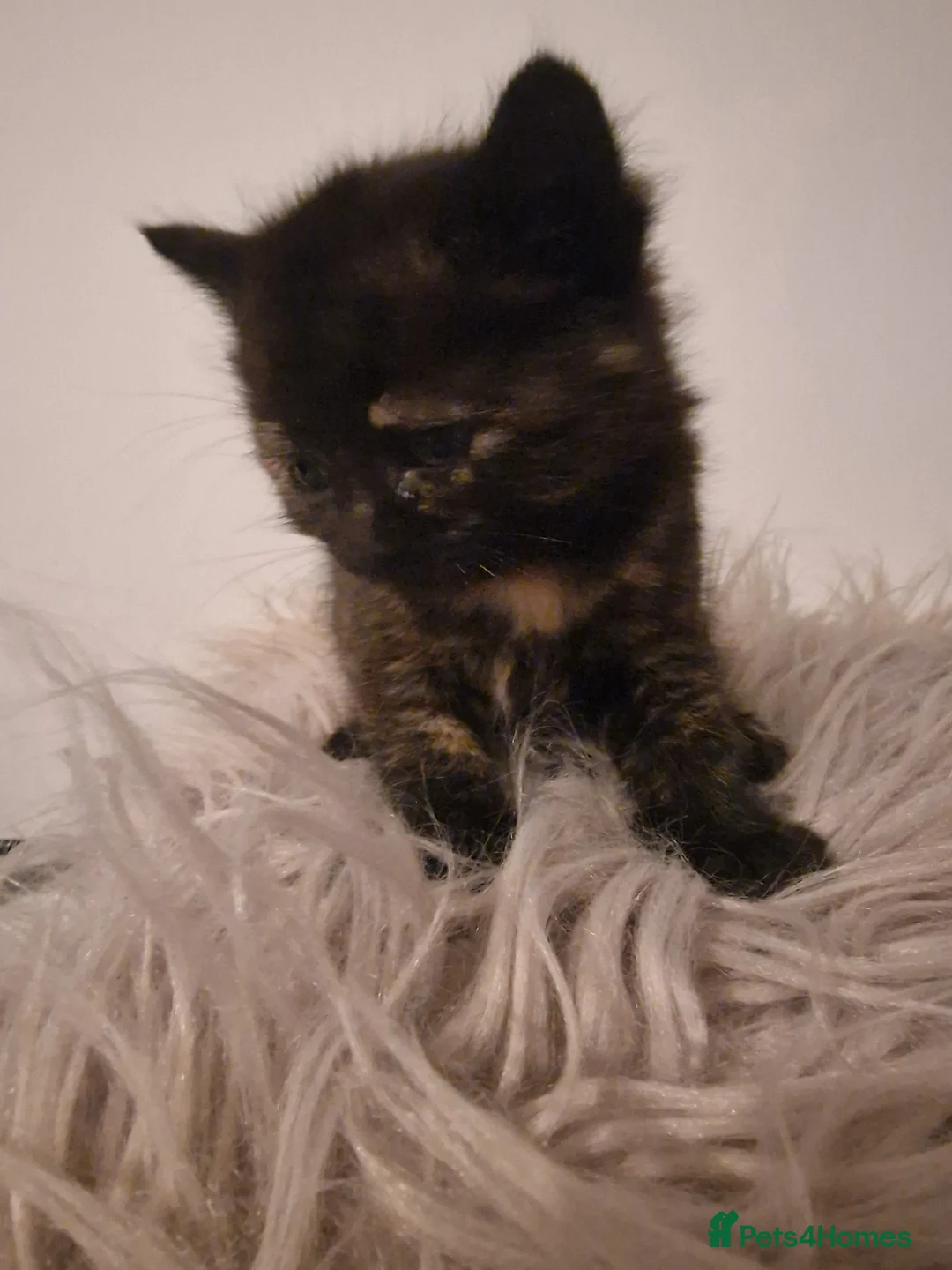 Mixed Breed cats for sale: Long haired kittens - Advert 13