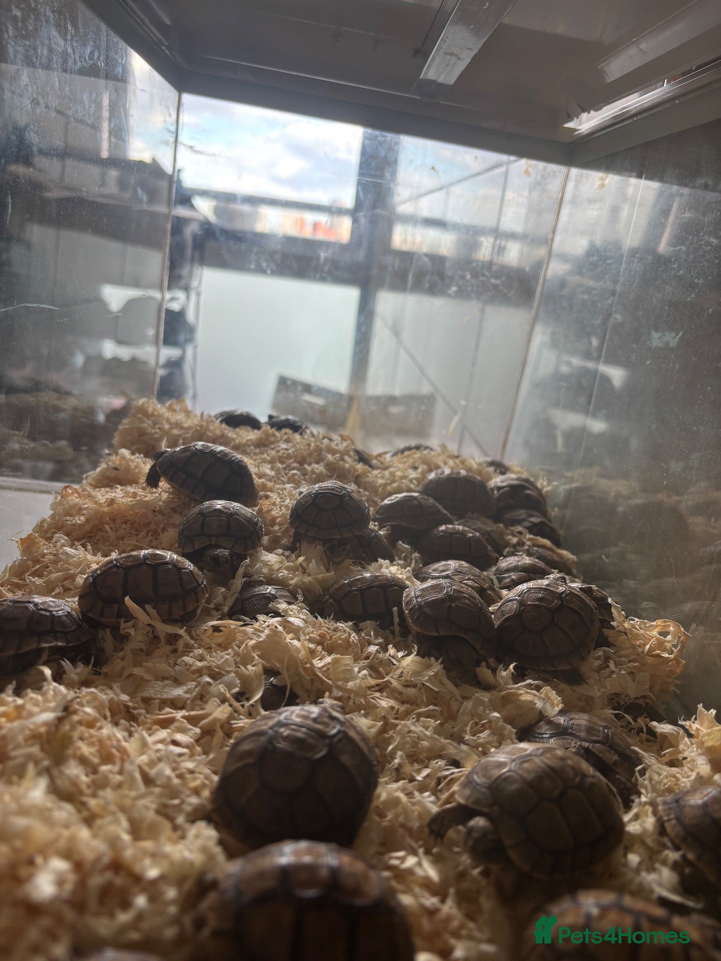 Tortoise reptiles for sale: Tortoise - Advert 2