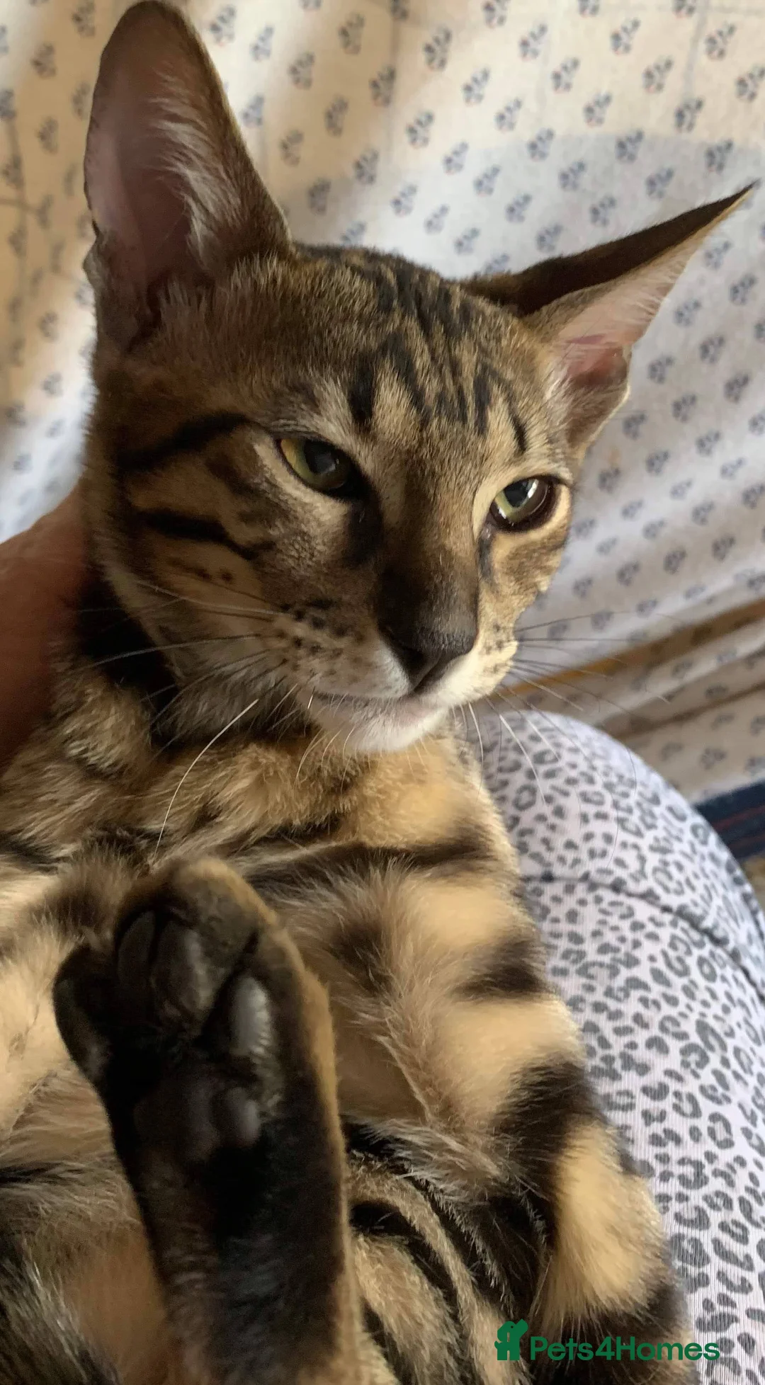 Savannah cats for sale: USA Elite Import F7 SBT - DRINKWATER VIPER F1 Stud - Advert 4