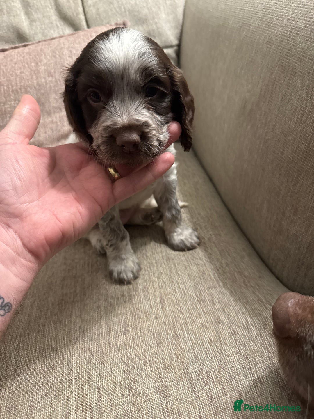 Cocker Spaniel dogs for sale: Litter of Cocker Spaniels ready for New Year - Advert 22