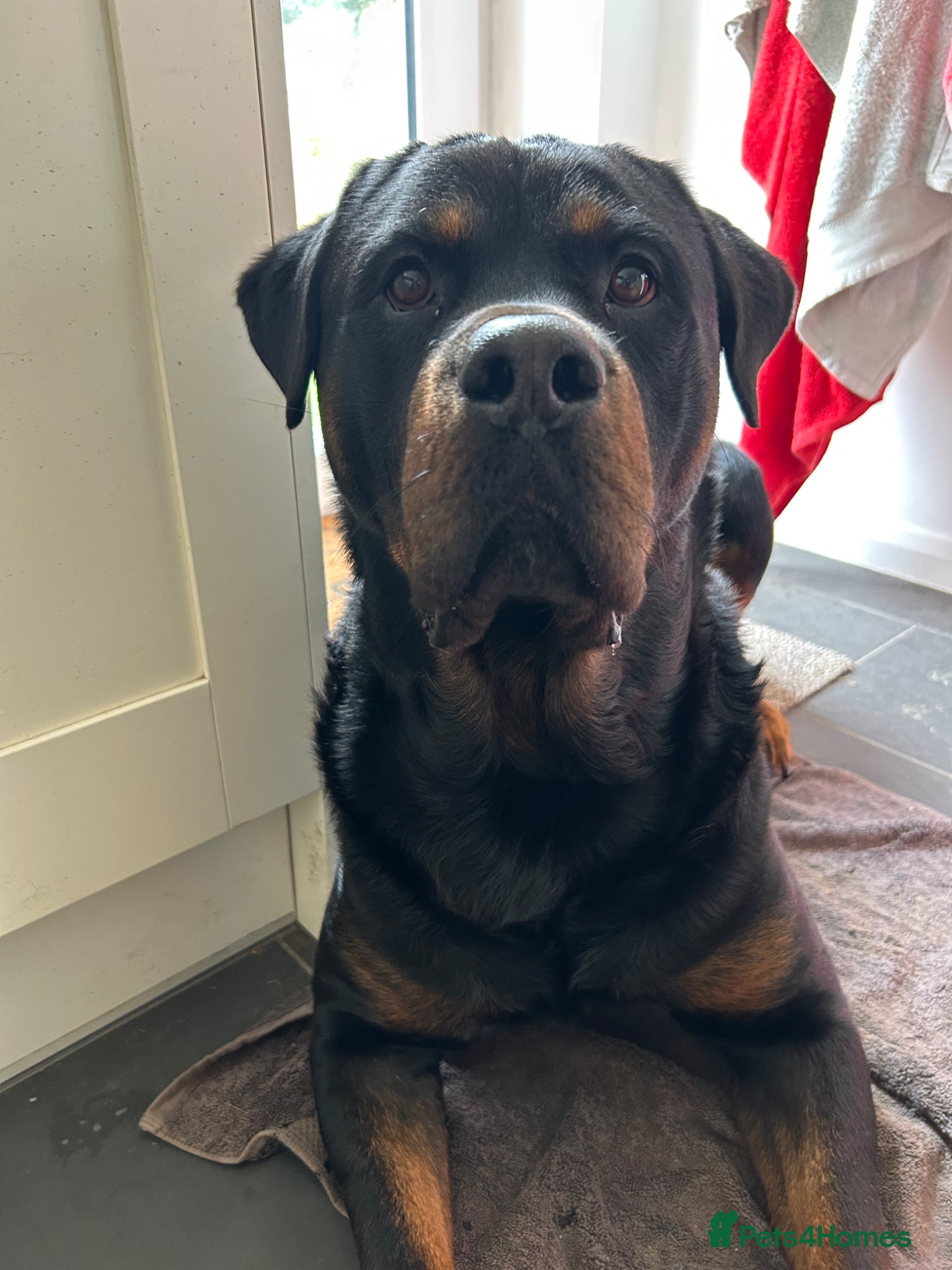 Mixed Breed dogs Male Mastweiler for Stud!! - Advert 1