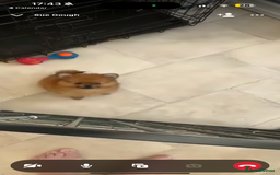 Pomeranian dogs for sale: One female for sale  - Image 1
