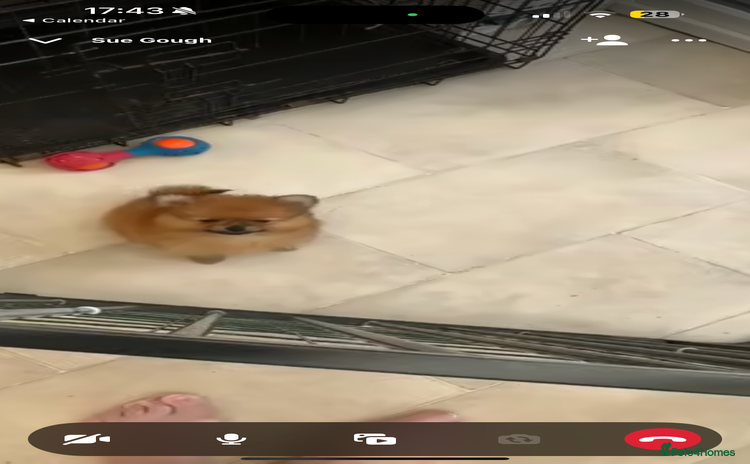 Pomeranian dogs - Advert 5
