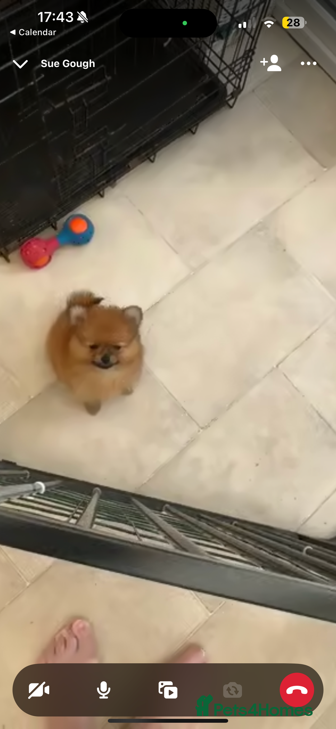 Pomeranian dogs for sale: One female for sale  - Image 1