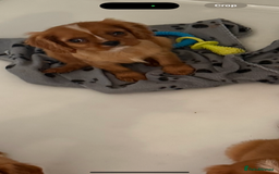 Cavalier King Charles Spaniel dogs for sale: DNA clear cavalier puppies ready now  - Image 14