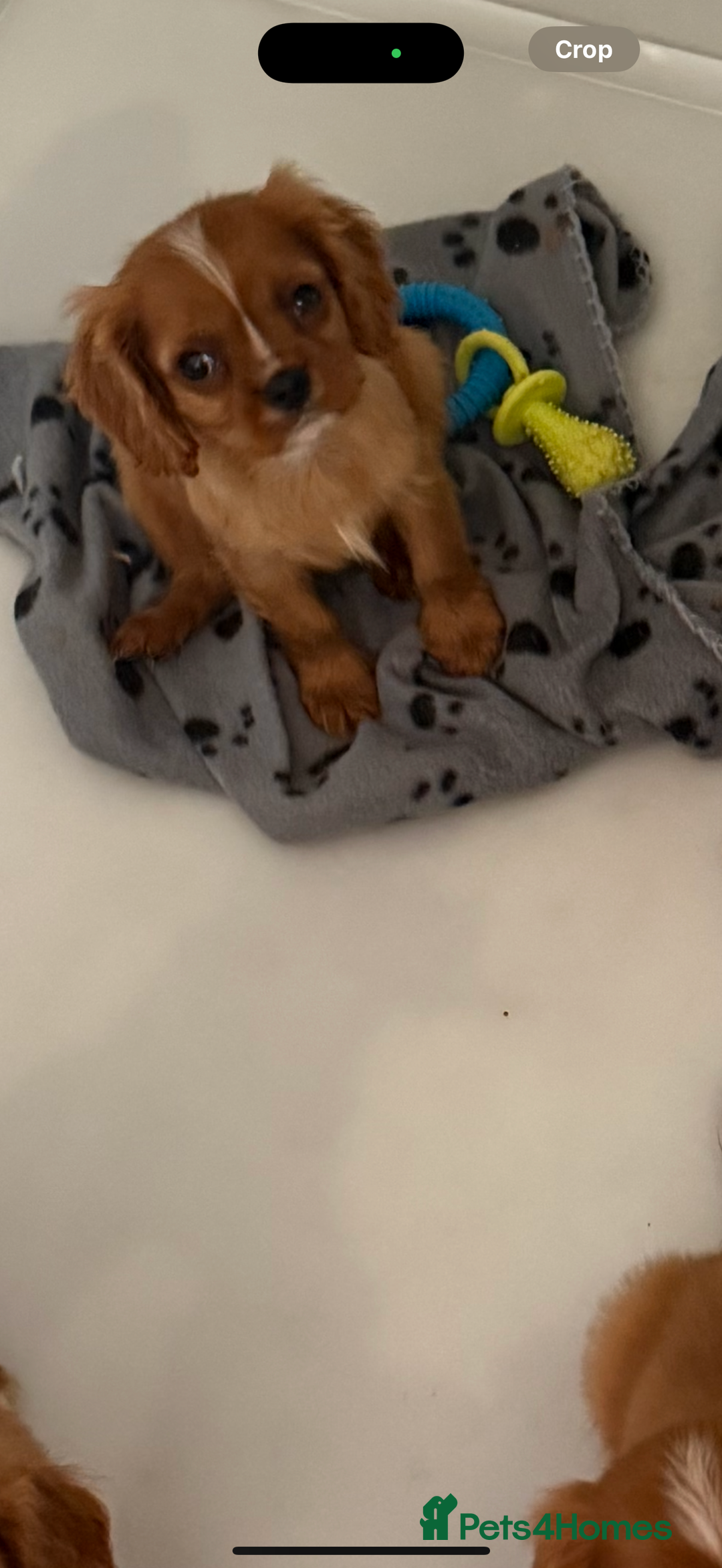 Cavalier King Charles Spaniel dogs for sale: DNA clear cavalier puppies ready now  - Image 14