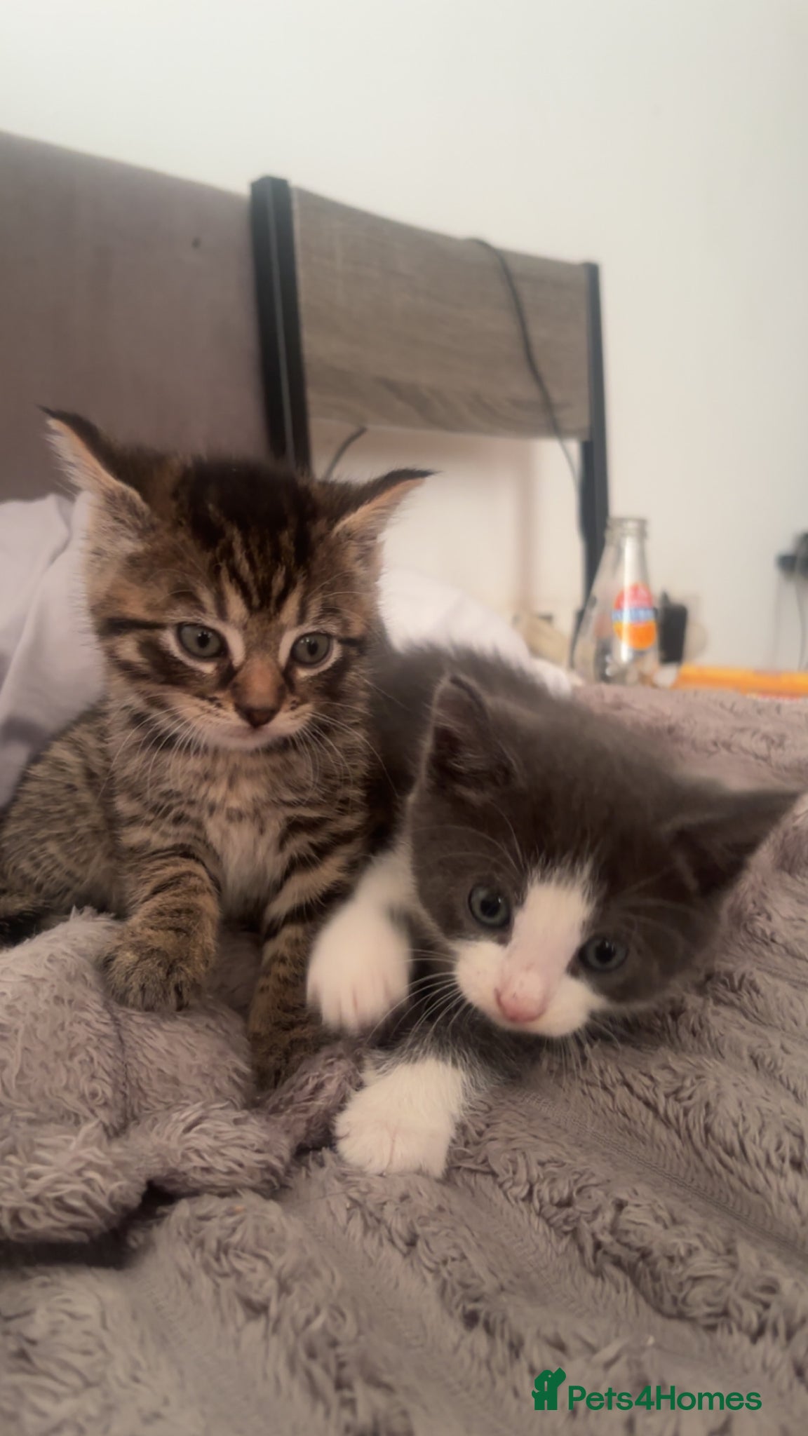 Mixed Breed cats Beautiful grey kittens - Advert 3