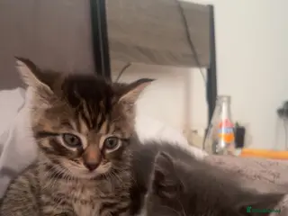 Mixed Breed cats Beautiful grey kittens - Advert 3