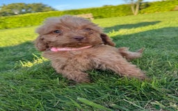 Cockapoo dogs for sale: Stunning Fox Red f1 cockapoo puppies  - Image 21