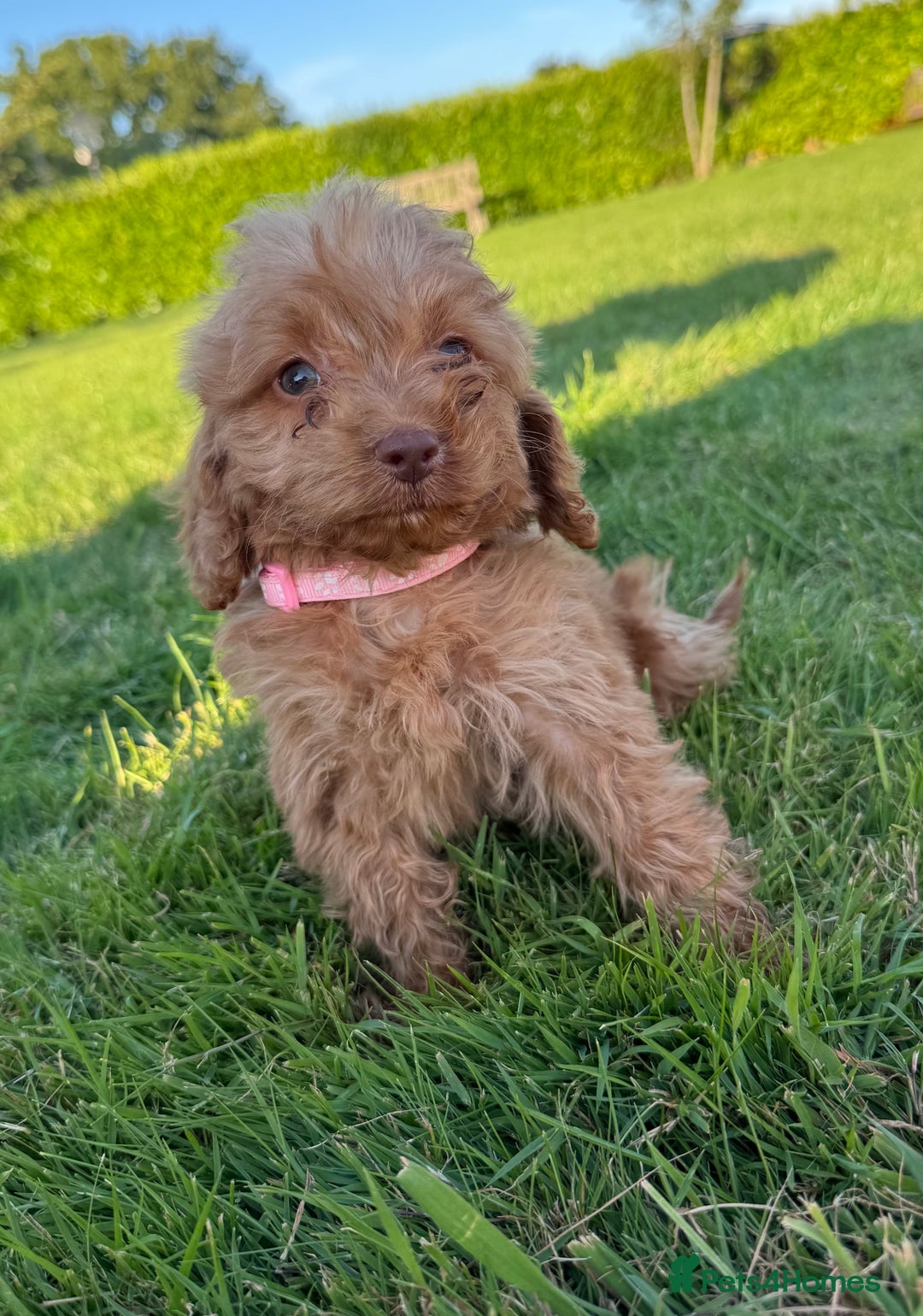 Cockapoo dogs for sale: Stunning Fox Red f1 cockapoo puppies  - Image 21