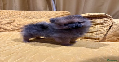 Pomeranian dogs - Advert 3