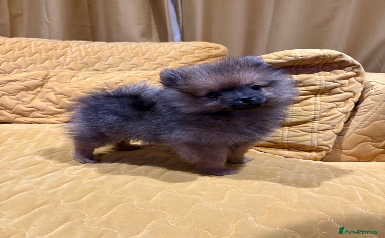 Pomeranian dogs - Advert 13