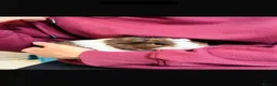 Guinea Pig rodents for sale: 2 male guinea pigs  in Stoke-on-Trent - Advert 6