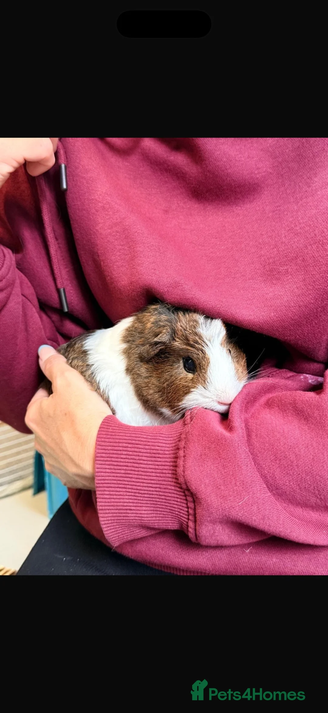 Guinea Pig rodents for sale: 2 male guinea pigs  in Stoke-on-Trent - Advert 6