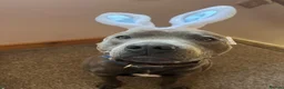 Staffordshire Bull Terrier dogs for stud: Bluey’s Dream Stud dog.  - Advert 24