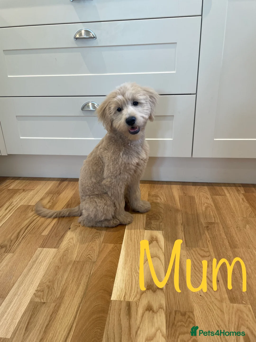 Mini Goldendoodle dogs for sale: 5★Miniature Goldendoodle Puppies-Waiting List Open - Advert 7