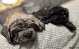 Mastiff dogs for sale: Mastiff puppies (Neapolitan) - Advert 22