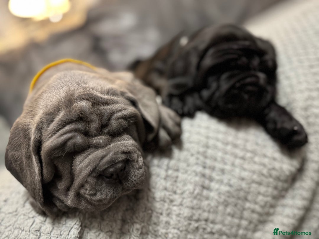 Mastiff dogs for sale: Mastiff puppies (Neapolitan) - Advert 22