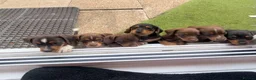 Dachshund dogs for sale: Pups for sale - Advert 3