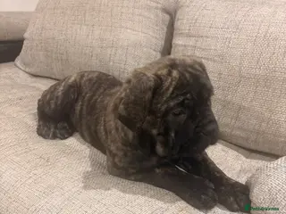 Mixed Breed dogs Puppies for Sale & Ready to go!! - Advert 2