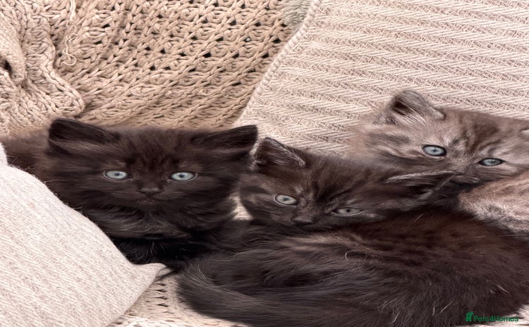 Domestic Shorthair cats GORGEOUS FLUFFY DARK TABBY KITTENS - Advert 1
