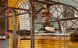Parrots birds for sale: African grey parrot  - Image 4
