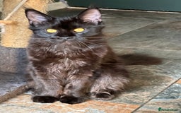 Maine Coon cats for sale:  Tica active registered Beauitful big kittens  in Wednesbury - Image 17