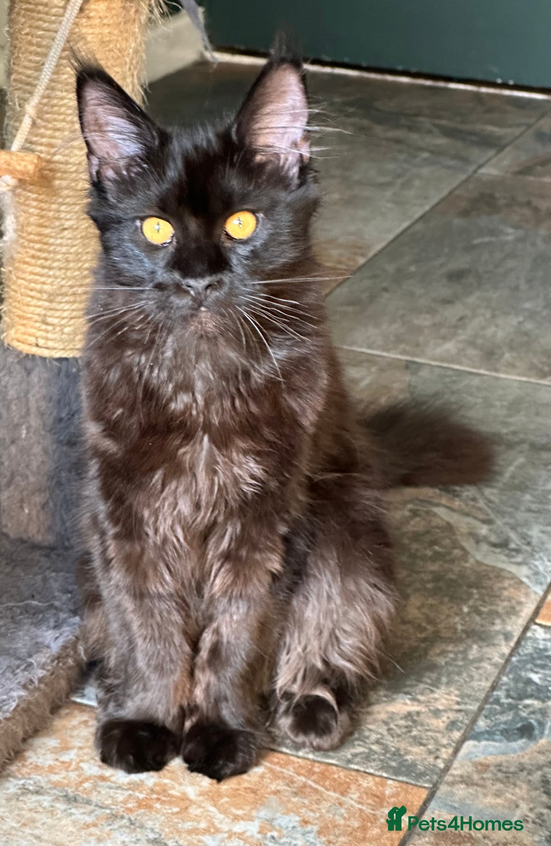 Maine Coon cats for sale:  Tica active registered Beauitful big kittens  in Wednesbury - Image 17