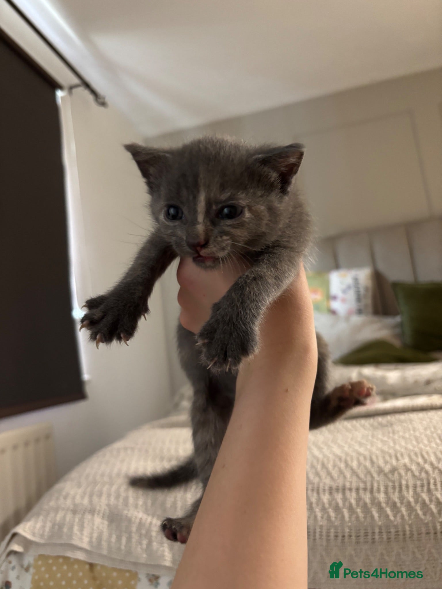 Maine Coon cats 1/4 mainecoon/mixed breed kitten - Advert 1